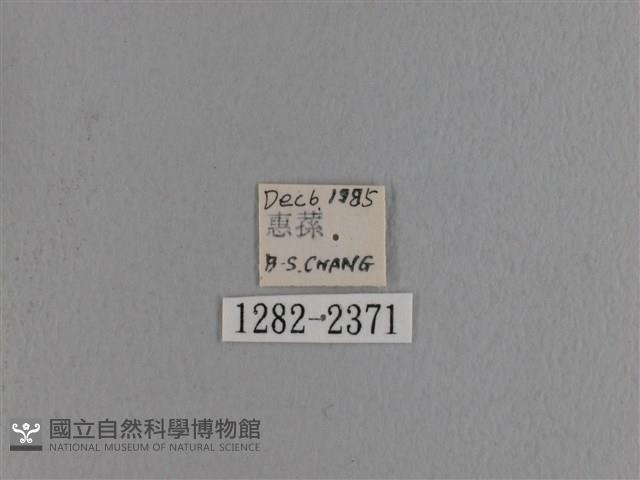 波紋枯葉蛾藏品圖，第3張