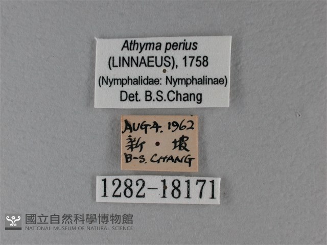 玄珠帶蛺蝶藏品圖，第3張