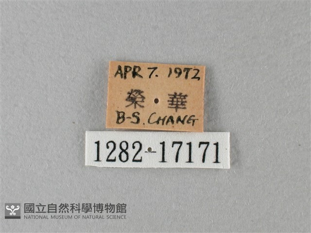 大絹斑蝶藏品圖，第3張