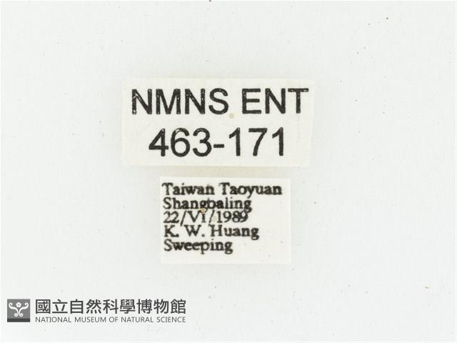 叉斑陷紋金龜藏品圖，第2張