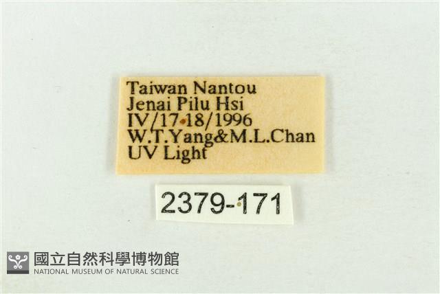 棍棒污燈蛾藏品圖，第3張