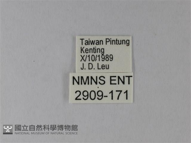 白粉蝶、紋白蝶藏品圖，第3張