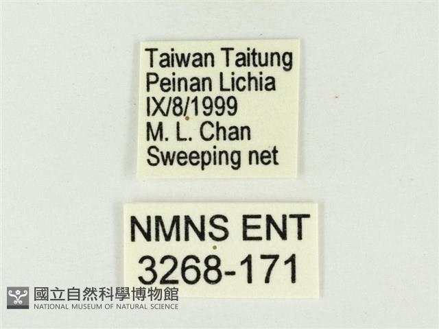 白雅波灰蝶藏品圖，第3張