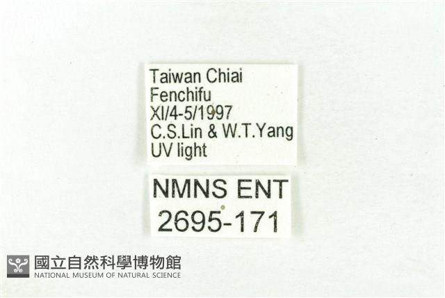 樹形尺蛾藏品圖，第3張