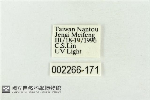 帶波紋蛾藏品圖，第3張