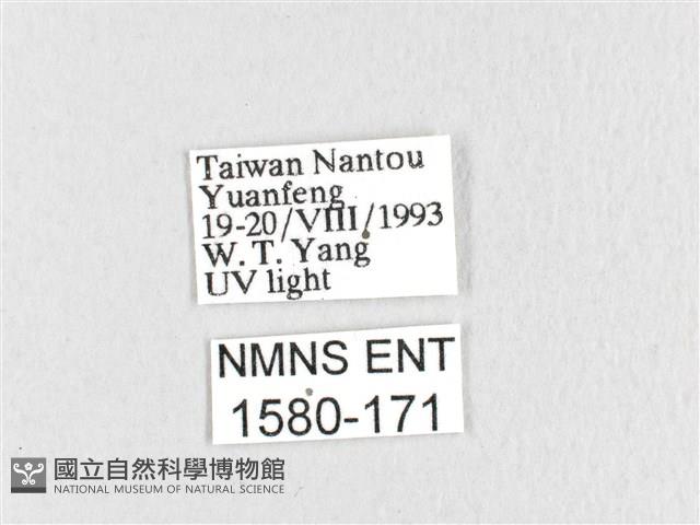 臺灣鋸紋枯葉蛾藏品圖，第3張