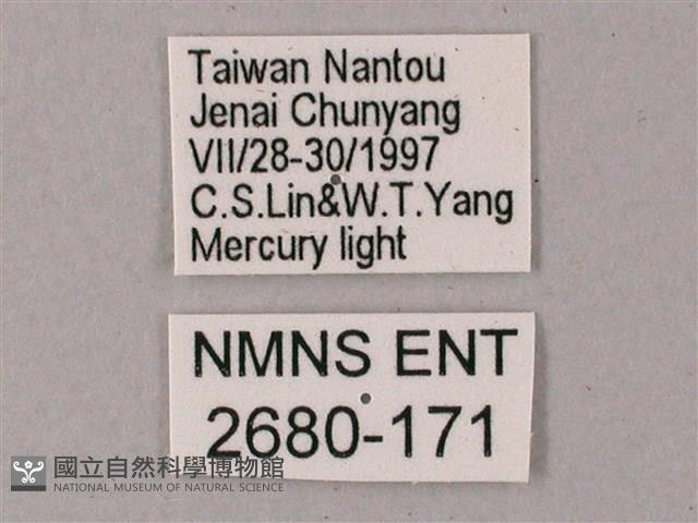 齒翅三線天蛾藏品圖，第3張