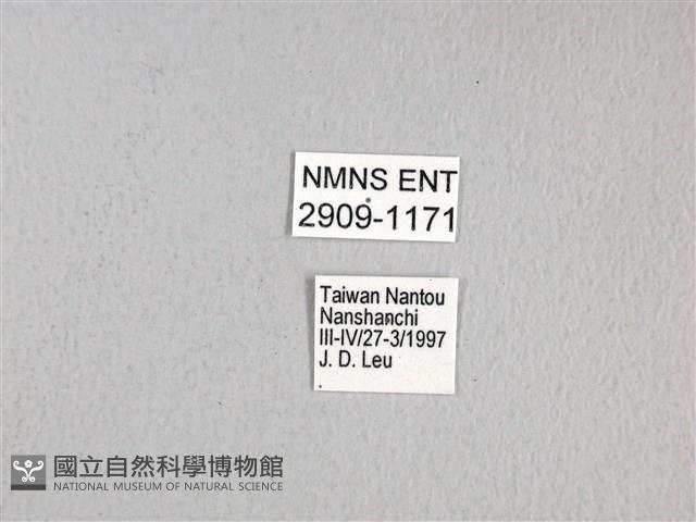 黃星斑鳳蝶藏品圖，第3張