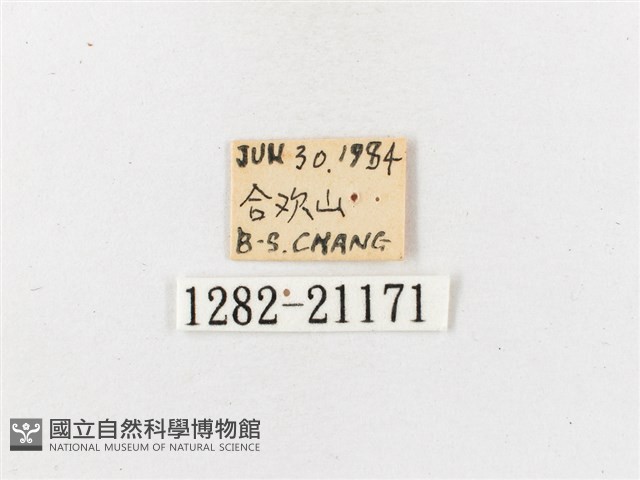 玉山幽眼蝶藏品圖，第3張