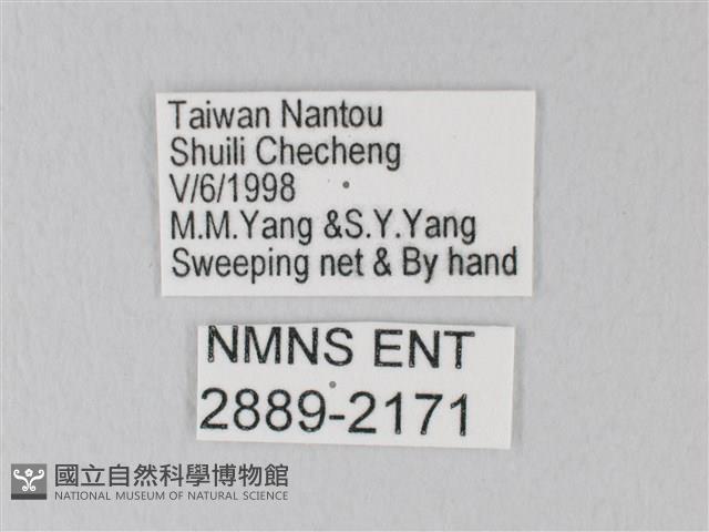 靛色琉灰蝶藏品圖，第3張