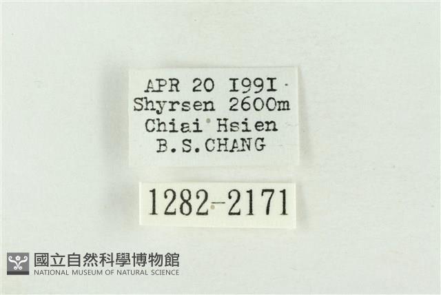 棍棒污燈蛾藏品圖，第3張