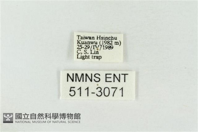 連珠波紋蛾藏品圖，第3張