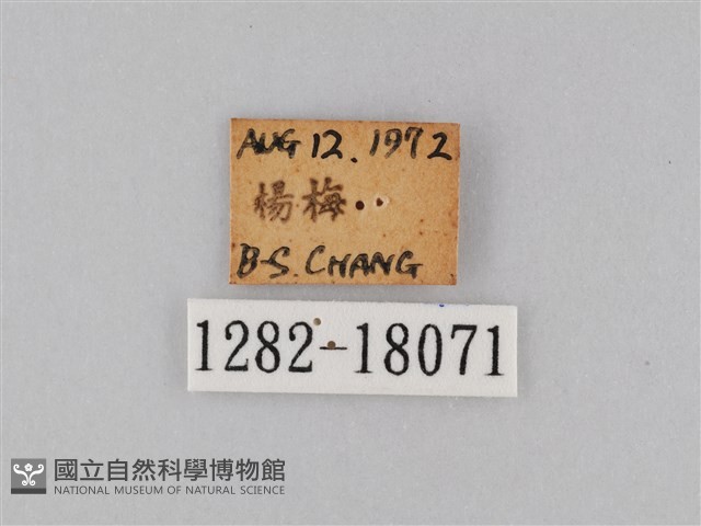 豆環蛺蝶藏品圖，第3張