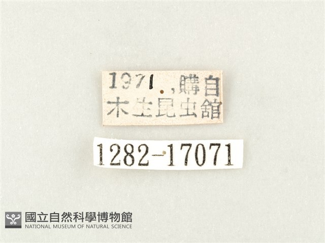 綠豹蛺蝶藏品圖，第3張