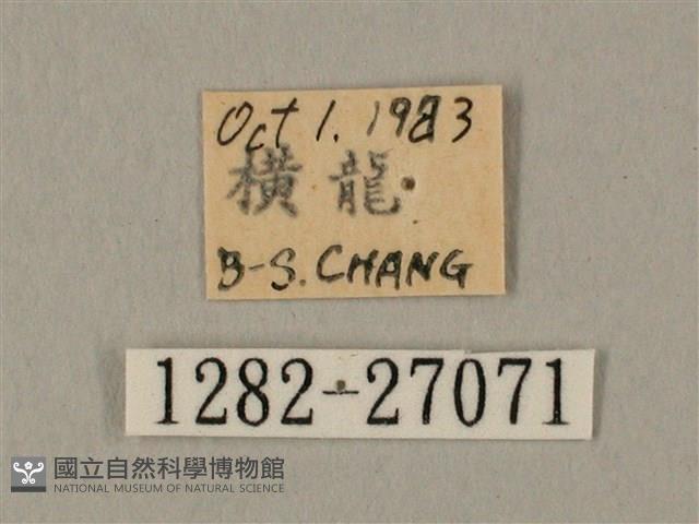 棕綠背線天蛾藏品圖，第3張