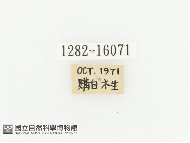 橙斑花金龜藏品圖，第2張