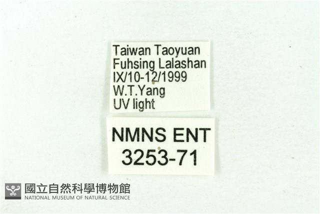 臺雪苔蛾藏品圖，第3張