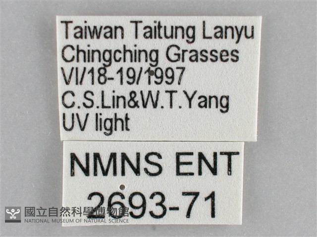 雙黃條天蛾藏品圖，第3張