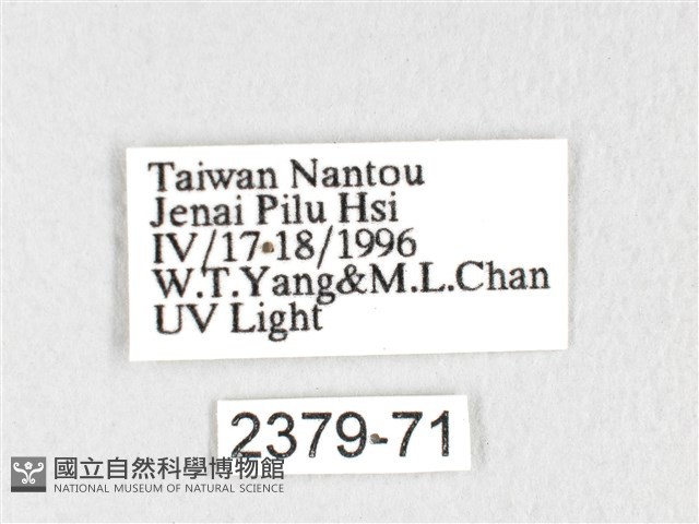 銀肩枯葉蛾藏品圖，第3張
