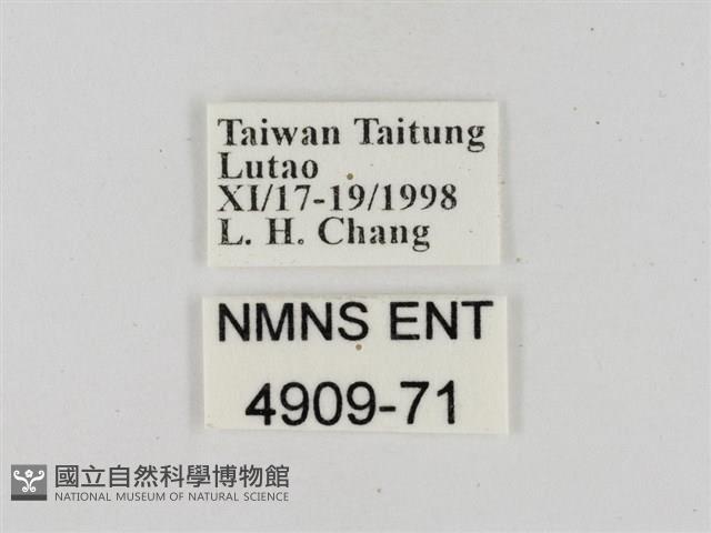 淡黃斑弄蝶藏品圖，第3張