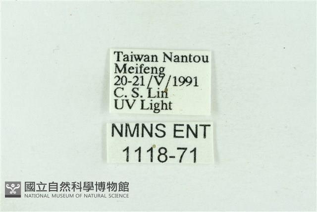 臺雪苔蛾藏品圖，第3張