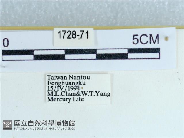 粉蝶燈蛾藏品圖，第3張