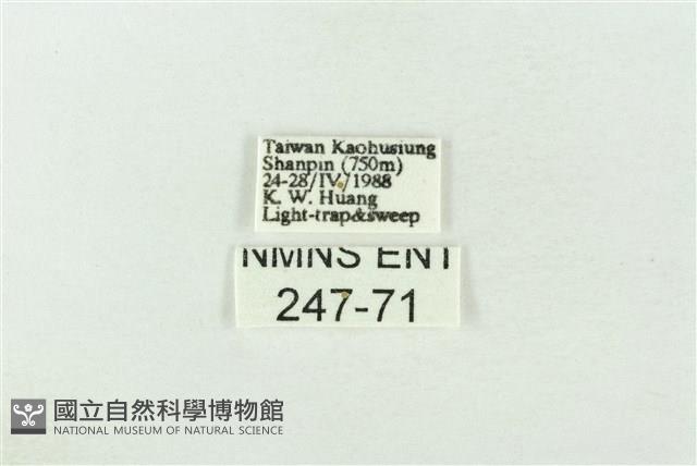基褐綠刺蛾藏品圖，第3張
