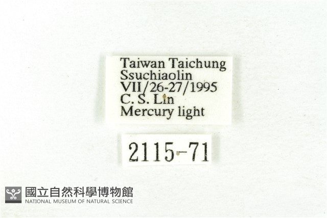 樹形尺蛾藏品圖，第3張
