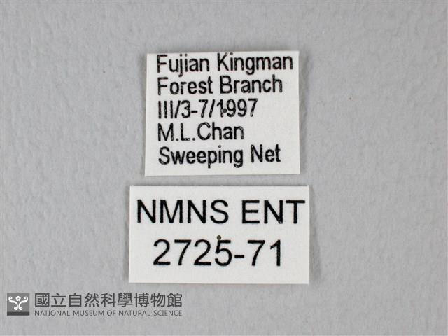 白粉蝶、紋白蝶藏品圖，第3張