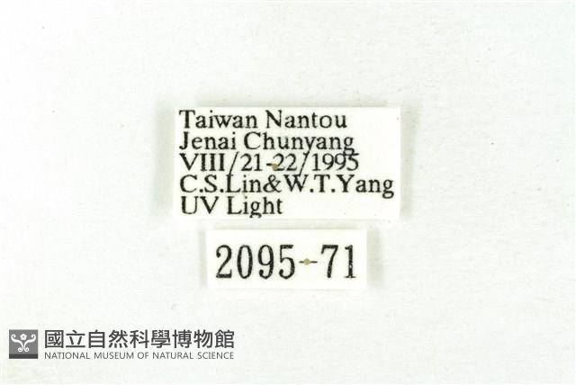 樹形尺蛾藏品圖，第3張