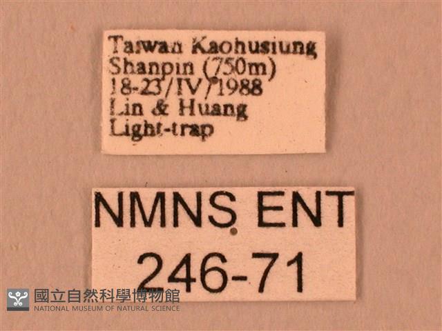 白星天蛾藏品圖，第3張