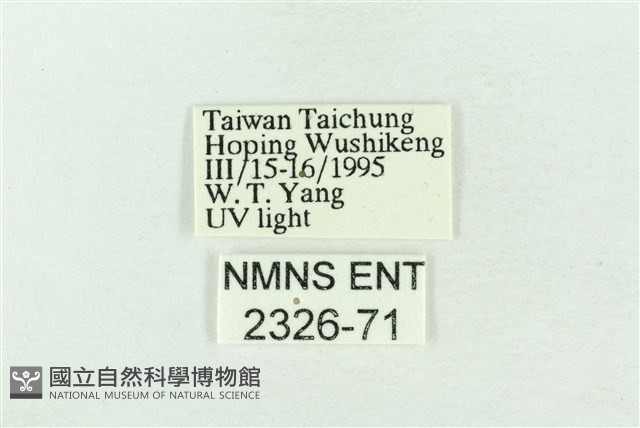 基黑新波紋蛾藏品圖，第3張