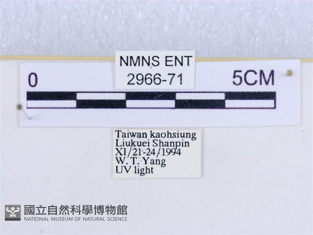 閃光苔蛾藏品圖，第3張