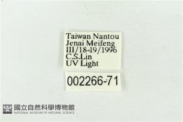 連珠波紋蛾藏品圖，第3張