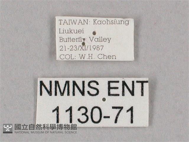 細斜紋霜天蛾藏品圖，第3張