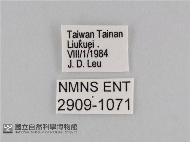 密紋波眼蝶藏品圖，第3張