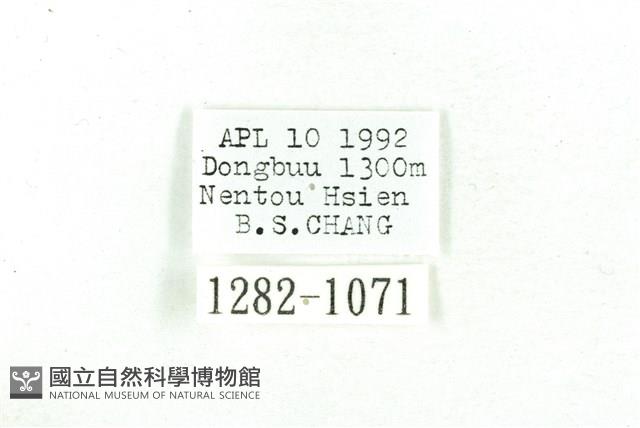 乳白斑燈蛾藏品圖，第3張