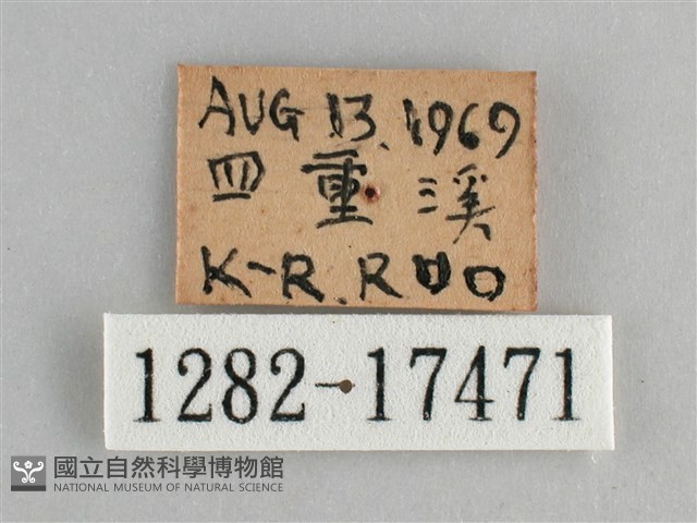 鱗紋眼蛺蝶藏品圖，第3張