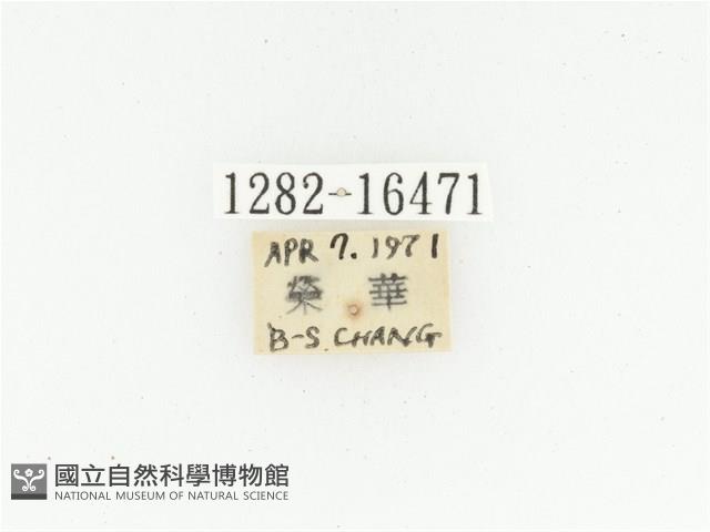 黑斑陷紋金龜藏品圖，第2張