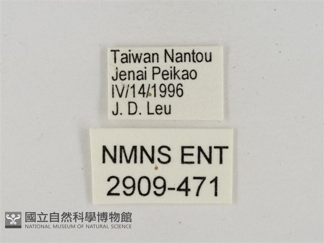淡褐脈粉蝶藏品圖，第3張