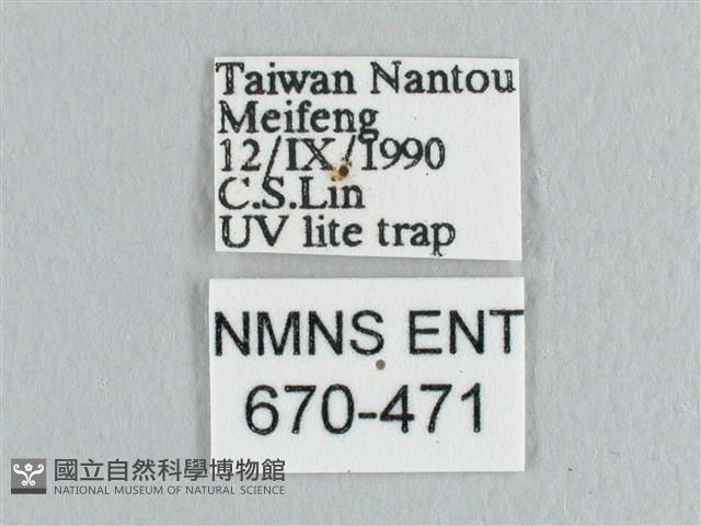 銀端帶鉤蛾藏品圖，第3張