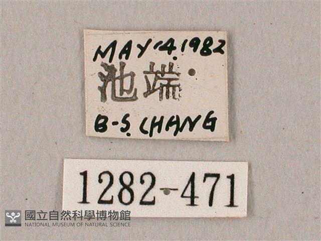 粗斜紋天蛾藏品圖，第3張