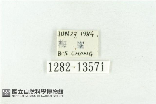 樹形尺蛾藏品圖，第3張