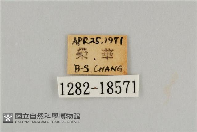 藍灰蝶沖繩亞種藏品圖，第3張
