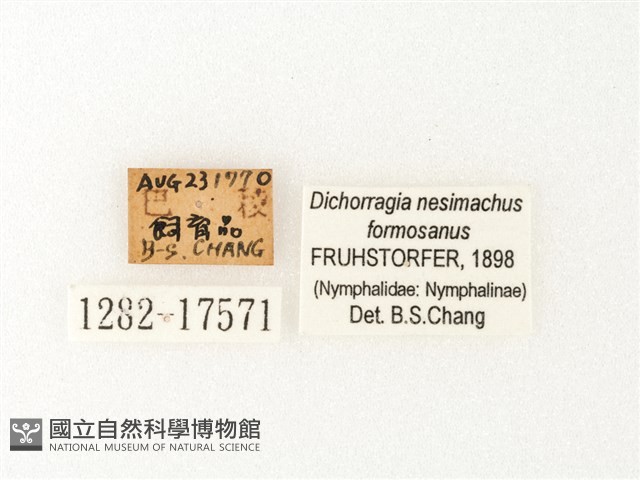 流星蛺蝶藏品圖，第3張