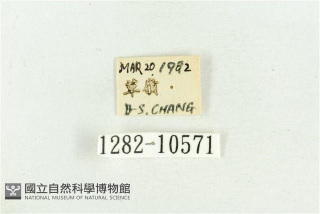 紅暈散紋夜蛾藏品圖，第3張