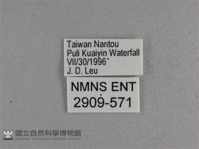 大紅蛺蝶藏品圖，第3張