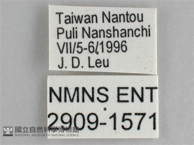 細帶環蛺蝶藏品圖，第3張