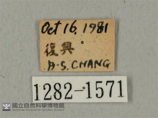 蝦殼天蛾藏品圖，第3張