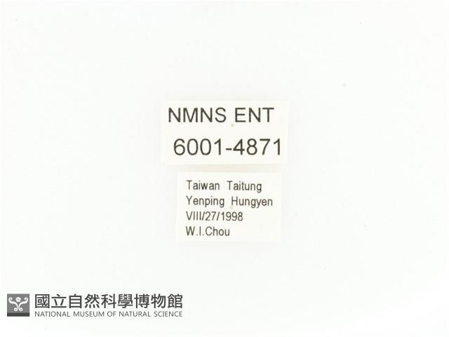 臺灣扇角金龜藏品圖，第2張